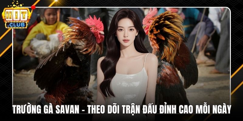 Trường gà Savan